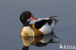 Shelduck (Tadorna tadorna)