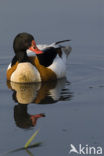 Shelduck (Tadorna tadorna)