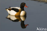 Shelduck (Tadorna tadorna)