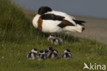 Shelduck (Tadorna tadorna)