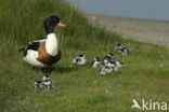 Shelduck (Tadorna tadorna)