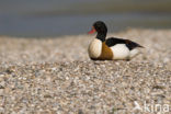 Shelduck (Tadorna tadorna)