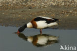 Shelduck (Tadorna tadorna)