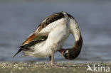 Shelduck (Tadorna tadorna)