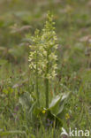Greater Butterfly-orchid (Platanthera chlorantha)
