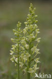 Bergnachtorchis (Platanthera chlorantha) 