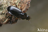 Bestippelde Zwartschild (Pterostichus strenuus)