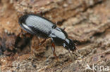 Bestippelde Zwartschild (Pterostichus strenuus)