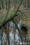 Beech (Fagus sylvatica)
