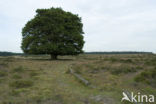 Beech (Fagus sylvatica)