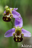 Bijenorchis (Ophrys apifera)