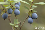 Blauwe bosbes (Vaccinium myrtillus)