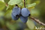 Blauwe bosbes (Vaccinium myrtillus)