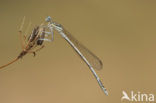 Blauwe breedscheenjuffer (Platycnemis pennipes)