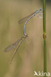 Blauwe breedscheenjuffer (Platycnemis pennipes)