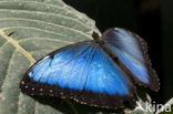 Blue morpho (Morpho peleides)