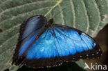 Blue morpho (Morpho peleides)