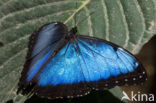 Blauwe morpho (Morpho peleides)