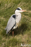 Blauwe Reiger (Ardea cinerea)