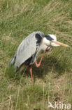 Blauwe Reiger (Ardea cinerea)