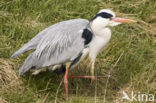 Grey Heron (Ardea cinerea)