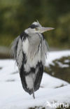 Blauwe Reiger (Ardea cinerea)
