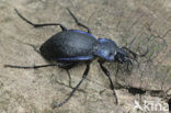 Korrelschalebijter (Carabus problematicus)