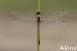 Bloedrode heidelibel (Sympetrum sanguineum)