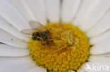 crab spider (Thomisus onustus)