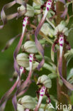 Bokkenorchis (Himantoglossum hircinum) 