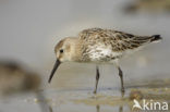 Bonte Strandloper (Calidris alpina)