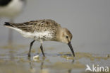 Bonte Strandloper (Calidris alpina)