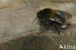 Boomhommel (Bombus hypnorum)