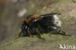 Boomhommel (Bombus hypnorum)