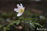 Wood Anemone (Anemone nemorosa)