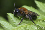 Bosbesbij (Andrena lapponica)