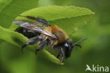 Bosbesbij (Andrena lapponica)