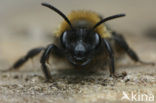 Bosbesbij (Andrena lapponica)