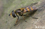 Hoverfly (Didea fasciata)