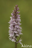 Common Spotted Orchid (Dactylorhiza fuchsii)
