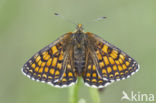 Bosparelmoervlinder (Melitaea athalia) 