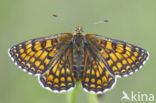 Bosparelmoervlinder (Melitaea athalia) 