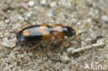 Badister bullatus