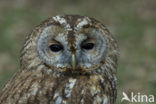 Tawny Owl (Strix aluco)