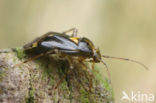Brandnetelwants (Liocoris tripustulatus)