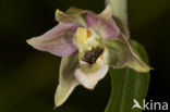 Brede wespenorchis (Epipactis helleborine)