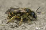 Breedbandgroefbij (Halictus scabiosae) 