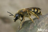 Breedbandgroefbij (Halictus scabiosae) 