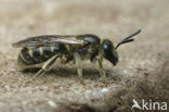 Breedkaakgroefbij (Lasioglossum laticeps)