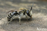 Bremzandbij (Andrena ovatula) 